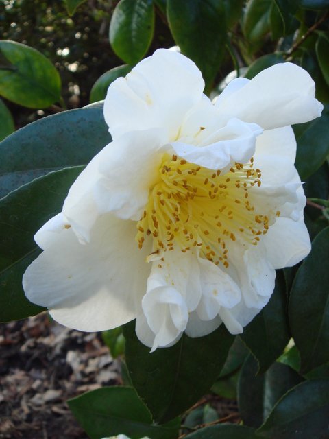 Camellia japonica 'Lulu Belle'